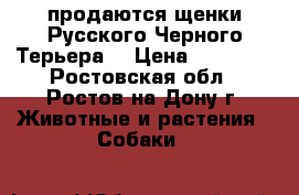 продаются щенки Русского Черного Терьера  › Цена ­ 35 000 - Ростовская обл., Ростов-на-Дону г. Животные и растения » Собаки   